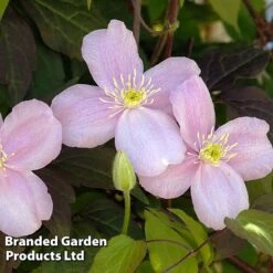 Clematis Montana 'Mayleen' -Double Tree Store CLEM MAYLEEN L39278