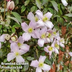Clematis Montana 'Mayleen' -Double Tree Store CLEM MAYLEEN L39280
