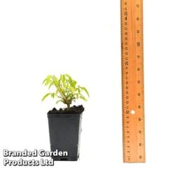 Clematis Napaulensis -Double Tree Store CLEM NAPAUL7CM T44183