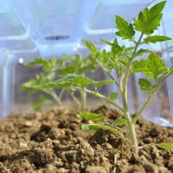 Mini Greenhouse Cloche -Double Tree Store CLOC V69804 C