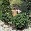 Coleus Canina 'Scaredy Cat' -Double Tree Store COLE VKA0115 A