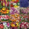 Annual Bedding Plants Collection -Double Tree Store COLL V48705 A h