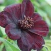 Cosmos Atrosanguineus 'Dark Secret' -Double Tree Store COSM V58919 A h