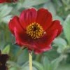 Cosmos Atrosanguineus 'Spellbound' -Double Tree Store COSM V63440 A h