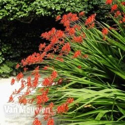 Crocosmia 'Lucifer' -Double Tree Store CROC V59582 C
