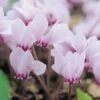 Cyclamen Hederifolium