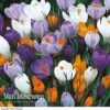 Crocus 'Dutch Large Flowering' (Spring Flowering) -Double Tree Store Crocus Large Dutch Mixed
