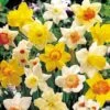 Daffodil 'Bumper Collection' -Double Tree Store DAFF V46980 A h
