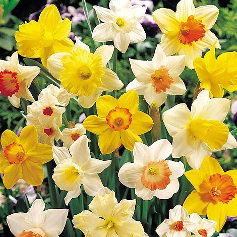 Daffodil 'Bumper Collection' 3 Daffodil 'Bumper Collection'