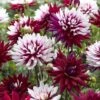 Dahlia 'Rebecca's World' -Double Tree Store DAHL 70042V A h