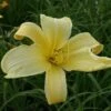 Daylily 'Atlas' -Double Tree Store DAYL V59610 A h
