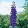 Delphinium 'Black Knight' -Double Tree Store DELP V59652 A h