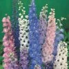 Delphinium 'Magic Fountains Mixed' -Double Tree Store DELP V65272 A h