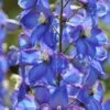 Delphinium 'Blue Bird' (Pacific Hybrid) -Double Tree Store DELP V65280 A h
