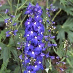 Delphinium 'Blue Bird' (Pacific Hybrid) -Double Tree Store DELP V65280 B h