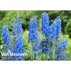 Delphinium 'Summer Skies' (Pacific Hybrid) -Double Tree Store DELP v65292 A