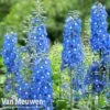Delphinium 'Summer Skies' (Pacific Hybrid) -Double Tree Store DELP v65292 B