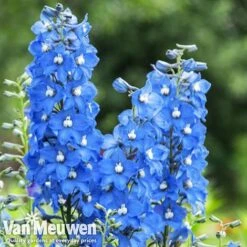 Delphinium 'Summer Skies' (Pacific Hybrid) -Double Tree Store DELP v65292 C