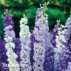 Delphinium Mixed -Double Tree Store DELP MIXED