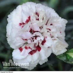 Dianthus 'Cottage Garden Collection' -Double Tree Store DIAN V82918 E