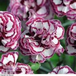 Dianthus 'Cottage Garden Collection' -Double Tree Store DIAN V82918 F