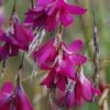 Dierama 'Blackberry Bells' -Double Tree Store DIER V57612 A h