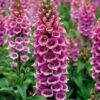 Foxglove 'Camelot Rose' -Double Tree Store DIGI V59130 A h