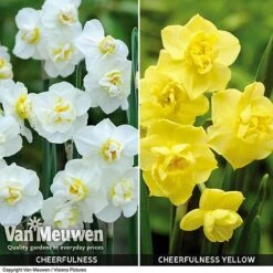 Daffodil 'Cheerfulness Duo' -Double Tree Store Daffodil Cheerfulness Duo