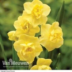 Daffodil 'Cheerfulness Duo' -Double Tree Store Daffodil Cheerfulness Yellow