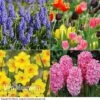 Easter Flower Bulbs -Double Tree Store EAST VKA3927 A