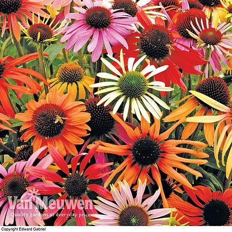 Echinacea Purpurea 'Primadonna Mixed' 4 Echinacea Purpurea 'Primadonna Mixed' - Image 2