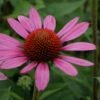 Echinacea Purpurea 'Little Magnus' -Double Tree Store ECHI V59590 A h