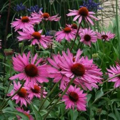 Echinacea Purpurea 'Rubinstern' -Double Tree Store ECHI V59592 B h