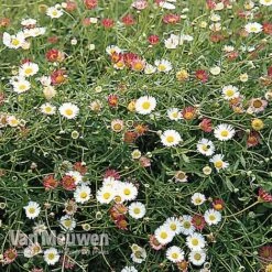Erigeron 'Stallone' -Double Tree Store ERIG V75665 B