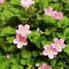 Erodium X Variabile 'Roseum' -Double Tree Store EROD V65352 A h