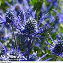Eryngium 'Blue Steel' -Double Tree Store ERYN 42770V E