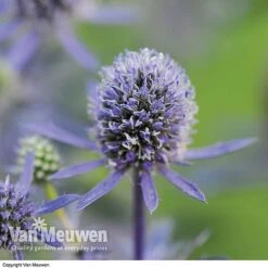 Eryngium Planum 'Blue Hobbit' -Double Tree Store ERYN V46943 B
