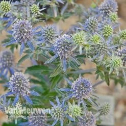 Eryngium Planum 'Blue Hobbit' -Double Tree Store ERYN V46943 C