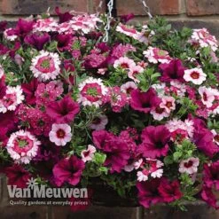 Eton Mess -Double Tree Store ETON V48876 C1