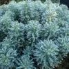 Euphorbia Characias 'Glacier Blue' -Double Tree Store EUPH V58963 A h