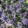 Eryngium Planum 'Blue Hobbit' -Double Tree Store Eryngium Blue Hobbit
