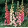 Foxglove 'Excelsior Hybrid Mixed' -Double Tree Store FOXG V11592 B