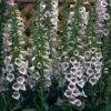 Foxglove 'Camelot Lavender' -Double Tree Store FOXG V59128 A h