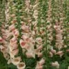 Foxglove 'Dalmatian Peach' -Double Tree Store FOXG V59588 A h