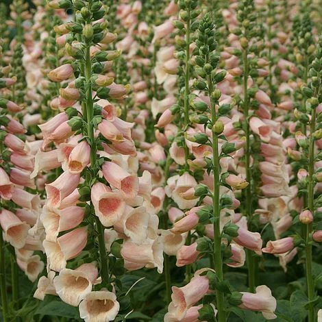 Foxglove 'Dalmatian Peach' 3 Foxglove 'Dalmatian Peach'