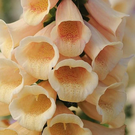 Foxglove 'Dalmatian Peach' 4 Foxglove 'Dalmatian Peach' - Image 2