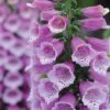 Foxglove 'Dalmation Purple' -Double Tree Store FOXG V65298 B h
