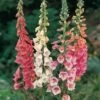 Foxglove 'Excelsior Hybrids' -Double Tree Store FOXG V65316 A h