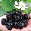 Blackberry 'Reuben' 1 Blackberry 'Reuben' -Double Tree Store FRUI V15457 A h