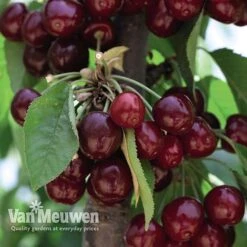 Fruit Tree Orchard Collection -Double Tree Store FRUI V53153 C